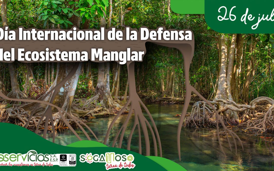 Día internacional de la defensa del ecosistema manglar