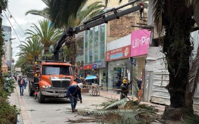 El equipo coservicios realizó un trabajo de poda en las palmeras ubicadas sobre la carrera 11 entre las calles 11 y 15
