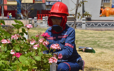 PROCESO No. 03-2025… OBJETO: “PRESTACIÓN DE SERVICIOS DE APOYO A LA GESTIÓN PARA LA EJECUCIÓN DE ACTIVIDADES DE PODA DE ÁRBOLES, CORTE DE CÉSPED EN LAS ZONAS VERDES DEL ÁREA URBANA DEL MUNICIPIO DE SOGAMOSO, QUE SE ENCUENTREN EN EL PGIRS VIGENTE Y DONDE COSERVICIOS S.A. E.S.P. LO SOLICITE DENTRO DEL ÁREA URBANA DEL MUNICIPIO DE SOGAMOSO”